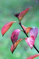 Cornus alba 'Elegantissima' - feuillage d'automne