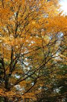 Betula lenta - feuillage d'automne