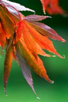 Acer palmatum 'Bonnie Bergman' - feuillage d'automne