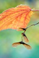 Acer rufinerve - feuillage et gousses d'automne