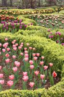 Buxus - Boîte parterre illustrant la forme organique de la structure des cellules foliaires avec un remplissage de tulipes de différentes couleurs prises à Broughton Grange en avril.