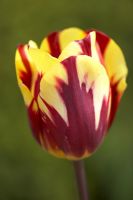 La tulipe 'Helmar' a tiré sur Broughton Grange. Avril.
