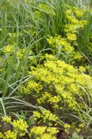 Euphorbia cyparissias 'Fens Ruby' avec des herbes abattues à Broughton Grange en avril.