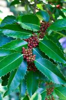 Ilex x koehneana 'Chestnut Leaf' aux fruits rouges