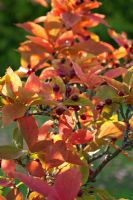 Photinia villosa var zollingeri en automne