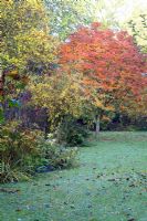 Parterre de fleurs et vue sur Sorbus sargentiana - Sargents Rowan en octobre