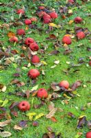 Pommes et feuilles exceptionnelles en octobre