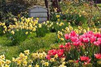 Bulbes de printemps à Cooper's Millennium Garden, Staffs