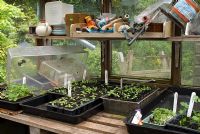 À l'intérieur d'une serre au printemps avec une table et une étagère d'empotage, des semis, des propogateurs et des outils de jardin