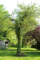 Hedera - Ivy grandir vieux arbre fruitier dans un jardin négligé