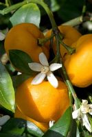 Citrus mitis, maintenant renommé Citrus x Citrofortunella microcarpa avec fruits et fleurs dans une véranda