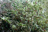 Cornus mas variegata avec Eupatorium ligustrinum syn Ageratina ligustrina