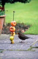 Blackbird se nourrissant de pommes indésirables enfilées sur une tige métallique