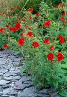 Potentille 'Gibson's Scarlet' à côté du chemin de l'ardoise