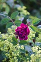 Rosa 'Tuscany Superb' - Gallica rose et alchemilla mollis