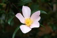 Camellia sasanqua 'Maiden's Blush' - Automne