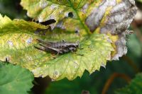 Cricket de brousse sombre - Pholidoptera griseoaptera, femelle au repos sur feuille