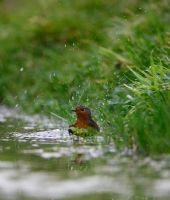 Robin - Erithacus rubecula se baignant dans la piscine du jardin