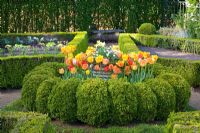 Spring Garden contenant des haies de buxus coupées et Tulipa 'Daydream', 'Fringed Solstice', 'Juliette' et 'World Expression '.