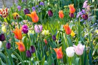 Parterre de printemps avec des tulipes 'Shirley', 'Ballerina', 'Jan Reus', 'Queen of Night', 'Purple Flag' et Narcissus 'WPMilner'