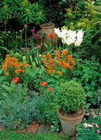 Petite boîte clippée en pot en terre cuite, giroflées, Tulipa 'White Truimphator', Alliums en bouton et feuillage Osteospermum - Sibella Road, Londres