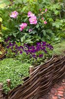 Viola tricolor, Rosa gallica 'Versicolor' et Thym - The Pilgrims Rest Garden, parrainé par 1066 Country, médaillé de flore argentée dorée pour Courtyard Garden au RHS Chelsea Flower Show 2009