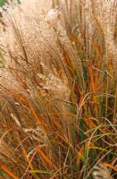 Miscanthus sinensis 'Kleine Silberspinne' têtes de semis dans le jardin de Piet Oudolf, Hummelo, Pays-Bas