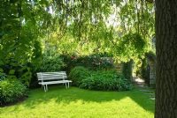 Jardin clos informel avec banc de jardin blanc. Vue encadrée par des frênes pleureurs matures - New Square, Cambridge