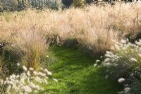 Pennisetum villosum avec Stipa gigantea et Deschampia caespitosa 'Gold Dew' derrière - Jardin du mont Ephraïm dans le Kent, octobre