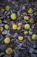 Rousham en hiver. Pommes exceptionnelles sur des feuilles brunes gelées.