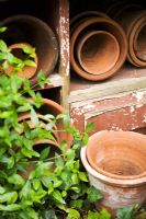 Collection de vieux pots en terre cuite sur des étagères en bois dans un jardin de ville original en mai rempli d'objets anciens.