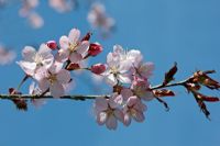 Prunus sargentii - Cerisier ornemental