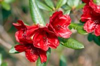 Rhododendron 'Ruby Hart'