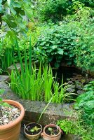 Petit étang. Jardin privé, Winchester, Hants, UK