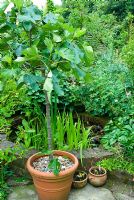 Ficus - Figue en pot sur le patio, à côté de l'étang. Jardin privé, Winchester, Hants, UK. juin