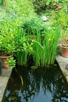 Étang de jardin formel comprenant Iris pseudacorus - Iris drapeau jaune. Jardin privé, Winchester, Hants, UK. juin