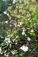 Prunus x subhirtella 'Autumnalis', Le Sir Harold Hillier Gardens / Hampshire County Council, Romsey, Hants, Royaume-Uni. décembre