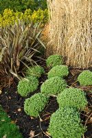 Hebe pinguifolia 'Sutherlandii' devant Phormium 'Maori Queen' et grand Miscanthus sinensis 'Malepartus '. Le Sir Harold Hillier Gardens / Hampshire County Council, Romsey, Hants, UK. Décembre.