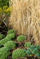 Hebe pinguifolia 'Sutherlandii' devant Phormium 'Maori Queen' et grand Miscanthus sinensis 'Malepartus '. Le Sir Harold Hillier Gardens / Hampshire County Council, Romsey, Hants, UK. Décembre