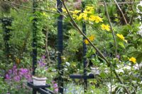 La floraison Kerria et Lunaria annua dans Woodland Spring Garden à Groningen, Hollande