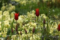 Tulipa 'Ballerina' - Le jardin de thé est une combinaison de jardin modèle, boutique de jardin et salon de thé à Weesp