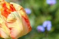 Tulipa 'Orange Princess '. Le teagarden est une combinaison de jardin modèle, boutique de jardin et salon de thé à Weesp