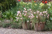 Tulipe tarda en pot. Le teagarden est une combinaison de jardin modèle, boutique de jardin et salon de thé à Weesp