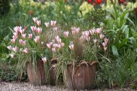 Tulipes tarda en pot - Le Teagarden est une combinaison de jardin modèle, boutique de jardin et salon de thé à Weesp