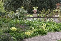 Parterres de printemps avec des primevères - Le jardin de thé est une combinaison de jardin modèle, boutique de jardin et salon de thé à Weesp
