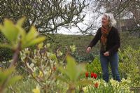 Jacqueline van der Kloet, designer et propriétaire de jardin avec Tulip 'Ballerina' et Primulas. Le teagarden est une combinaison de jardin modèle, boutique de jardin et salon de thé à Weesp