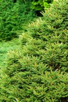 Picea abies 'Pygmaea '. Les jardins Sir Harold Hillier / Hampshire County Council, Romsey, Hants, UK. Décembre