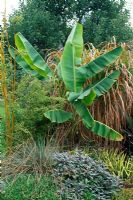Musa sikkimensis - bananier de l'Himalaya poussant dans un parterre de fleurs avec Miscanthus et Phyllostachys - bambou.