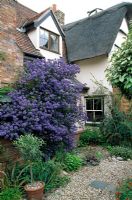 Ceanothus 'Puget blue' - Maison de gui, jardin intérieur
