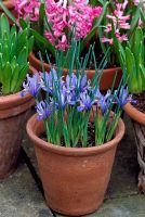 Iris Reticulata 'Cantab' en pot avec Hyacinthus orientalis 'Rosalie' - La première variété de jacinthe